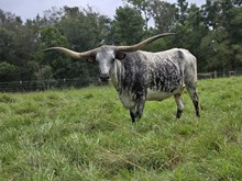 HORSESHOE J HONEYBUN