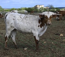 BL DAZZLE X BWANA CHEX
