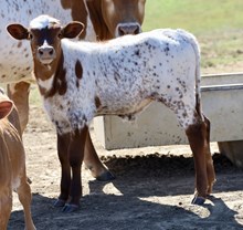 Powerstroke x Jeat Be Quiet