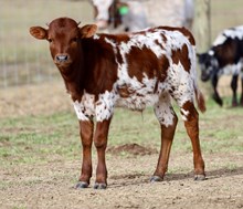 powerstroke x little deuce