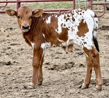 Bwana Chex x Hicks Tan Lines