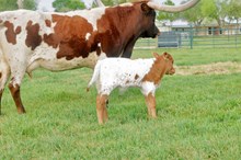 bull Amber x bwana 501 
