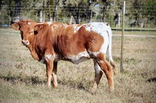 BCR Spring Glory 509