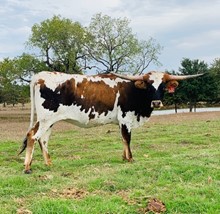 JR MISS MARGARET
