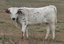 Spanster x Summer heifer