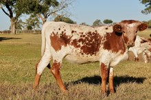 BCR Pearl Necklace 513